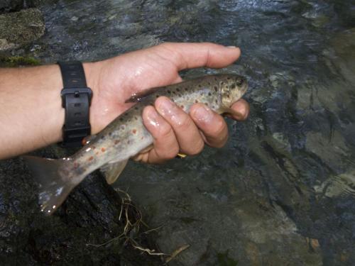 trout-between-heaven-and-hell-31