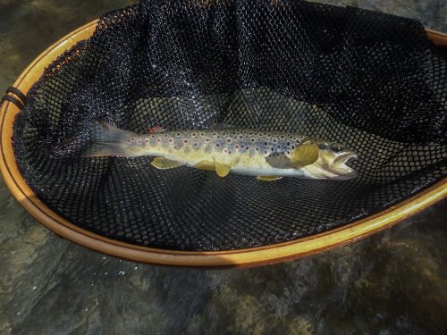 trout-fishing-mart-2026-stara-planina-55