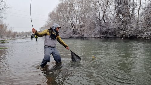 trout-fishing-openning-2026-ogosta-montana-03