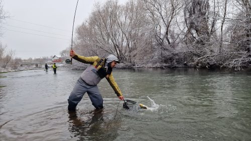 trout-fishing-openning-2026-ogosta-montana-05