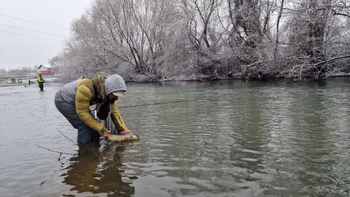 trout-fishing-openning-2026-ogosta-montana-06