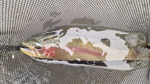 trout-fishing-openning-2026-ogosta-montana-15