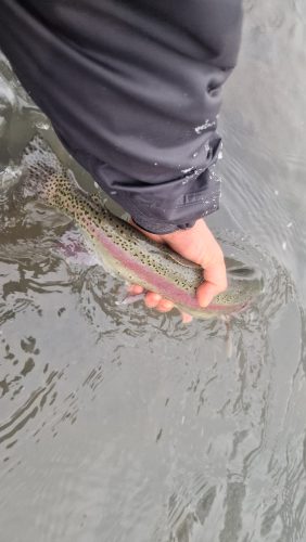 trout-fishing-openning-2026-ogosta-montana-16