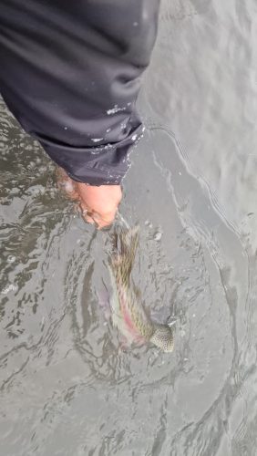 trout-fishing-openning-2026-ogosta-montana-17