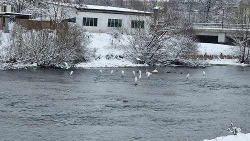 trout-fishing-openning-2026-ogosta-montana-29