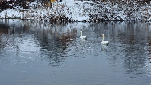 trout-fishing-openning-2026-ogosta-montana-30