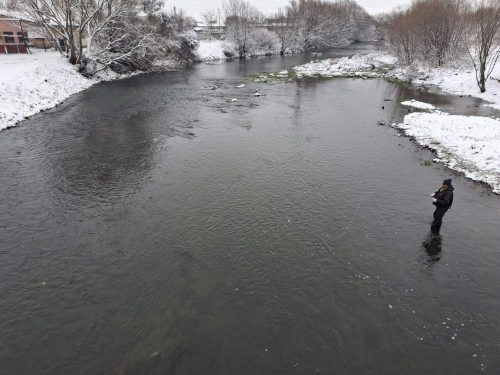 trout-fishing-openning-2026-ogosta-montana-35