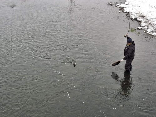 trout-fishing-openning-2026-ogosta-montana-37