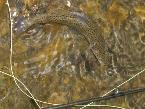trout-in-balkan-mountain-03