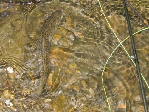 trout-in-balkan-mountain-04