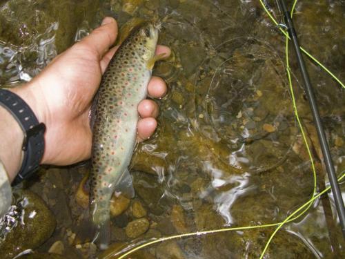 trout-in-balkan-mountain-05