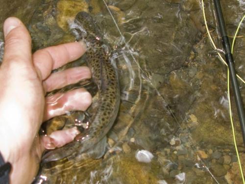 trout-in-balkan-mountain-06