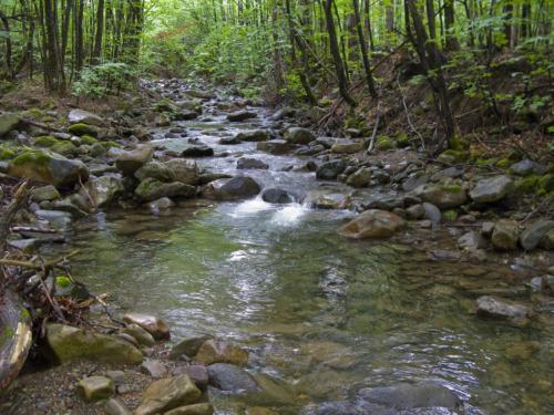 trout-in-balkan-mountain-07