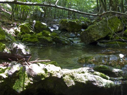 trout-in-balkan-mountain-11