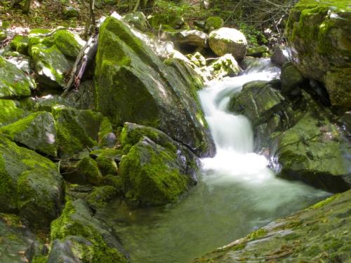 trout-in-balkan-mountain-12