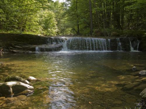 trout-in-balkan-mountain-13