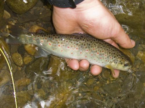 trout-in-balkan-mountain-17