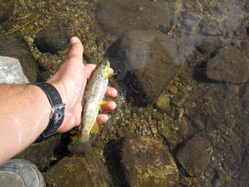trout-in-pirin-mountain-04