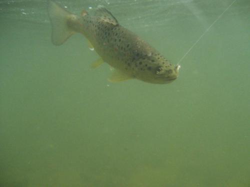 trout-in-rila-mountain-03