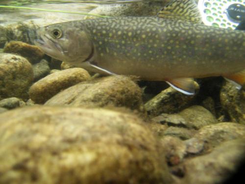 trout-in-rila-mountain-05