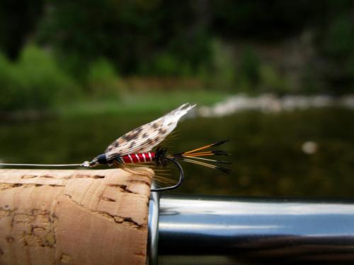 trout-in-rila-mountain-09