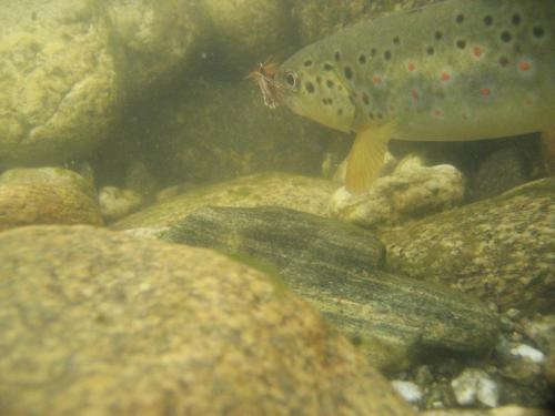 trout-in-rila-mountain-10