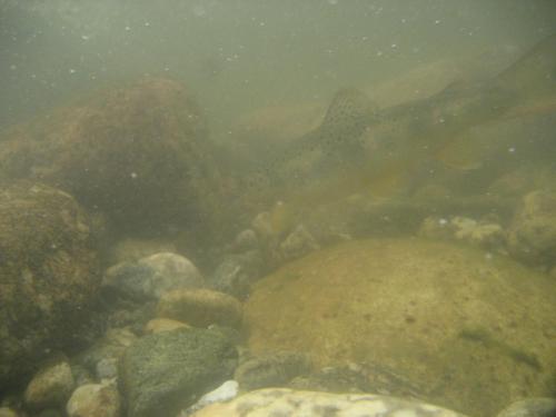 trout-in-rila-mountain-12