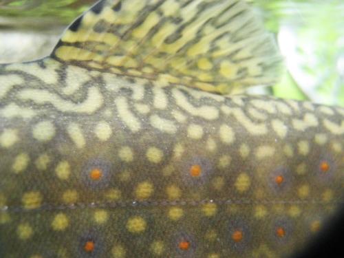 trout-in-rila-mountain-13