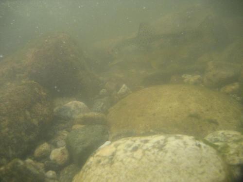 trout-in-rila-mountain-15