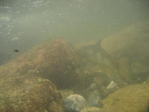 trout-in-rila-mountain-17