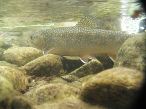 trout-in-rila-mountain-19