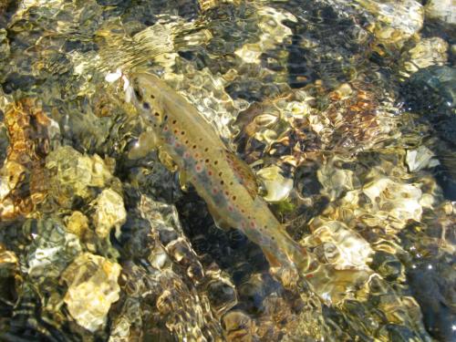 trout-in-rila-mountain-21
