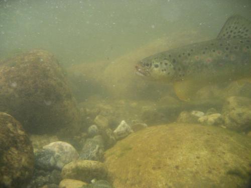 trout-in-rila-mountain-23