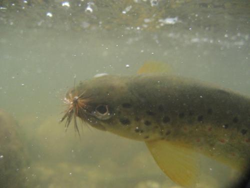 trout-in-rila-mountain-24