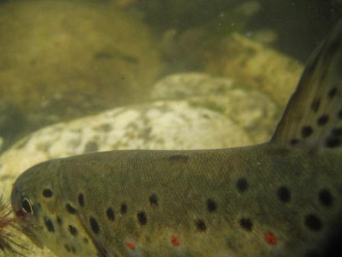 trout-in-rila-mountain-26