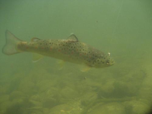 trout-in-rila-mountain-27