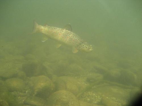 trout-in-rila-mountain-28