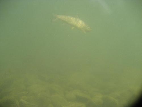 trout-in-rila-mountain-30