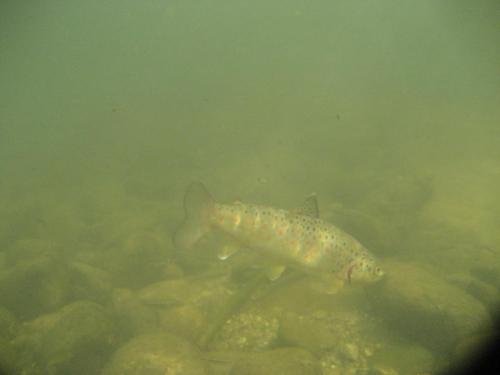 trout-in-rila-mountain-31