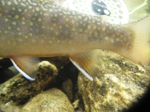 trout-in-rila-mountain-32