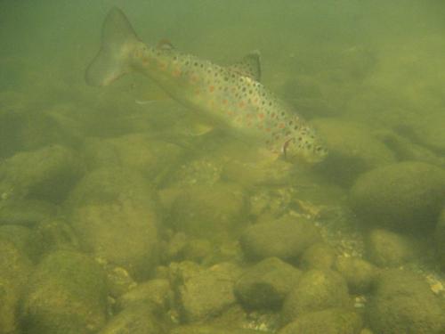 trout-in-rila-mountain-33