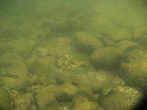trout-in-rila-mountain-34