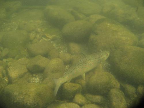 trout-in-rila-mountain-35