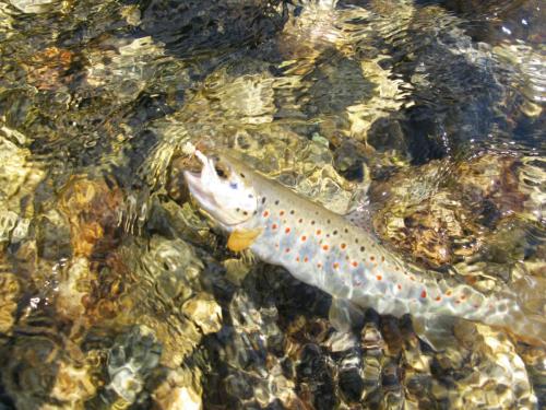 trout-in-rila-mountain-36