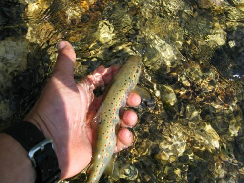 trout-in-rila-mountain-38