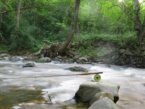 trout-in-south-west-mountain-15
