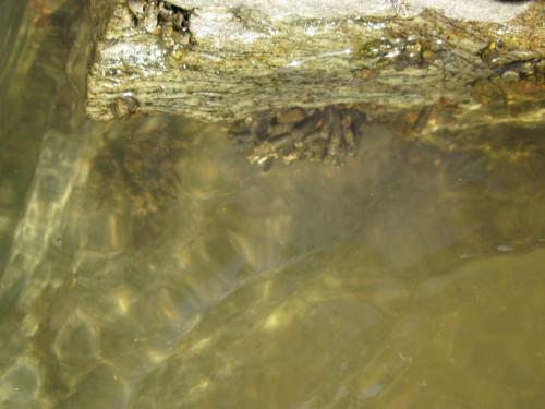 trout-in-south-west-mountain-17