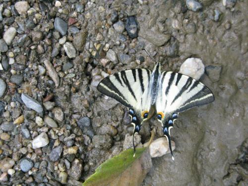 trout-in-south-west-mountain-18