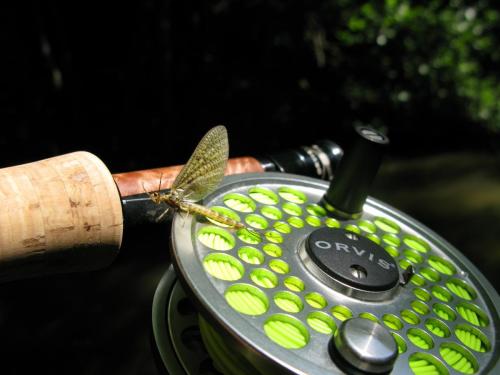 trout-in-south-west-mountain-23