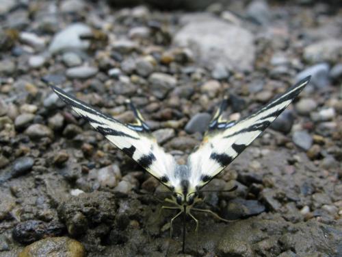 trout-in-south-west-mountain-25